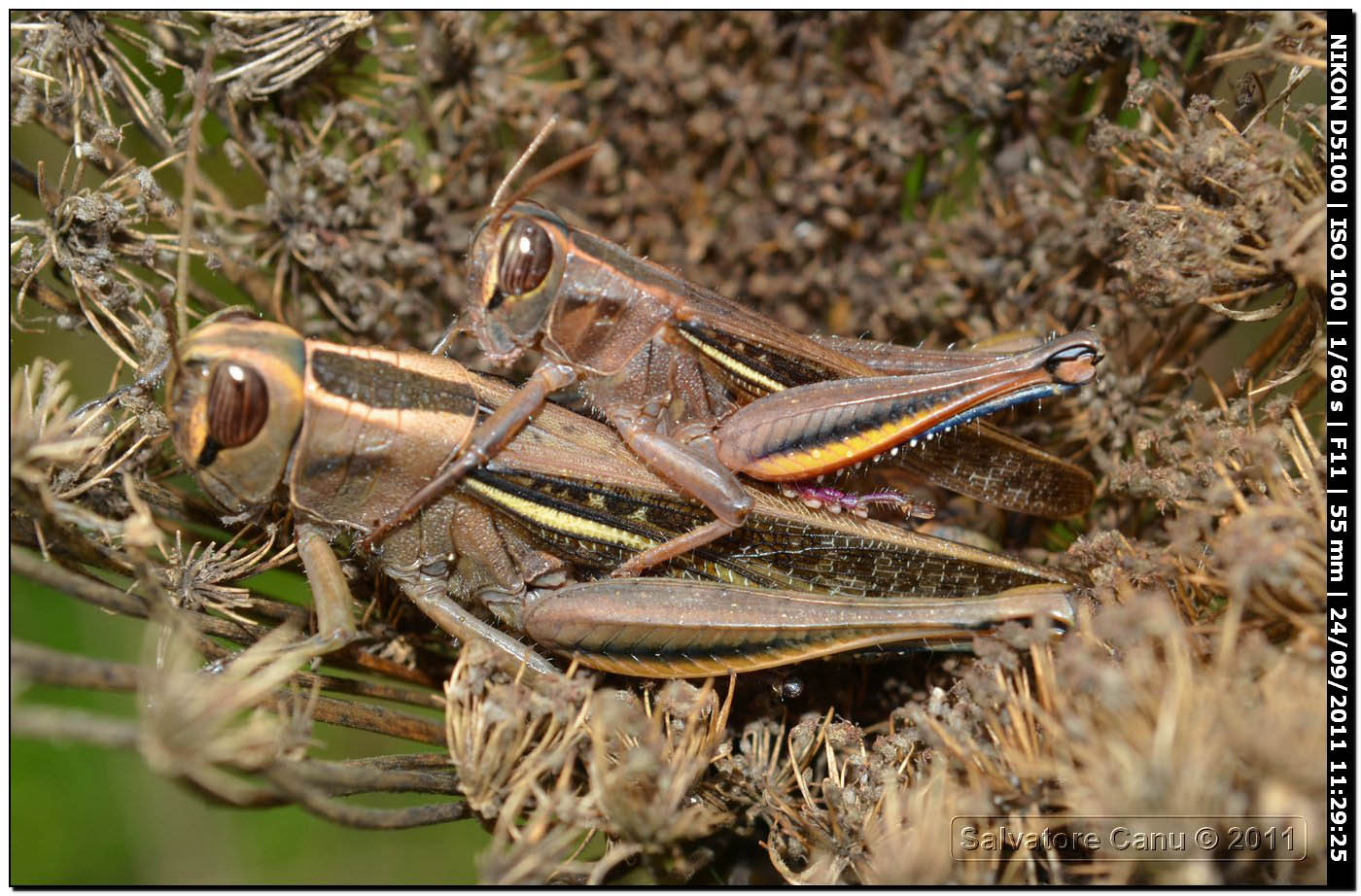 Eyprepocnemis plorans