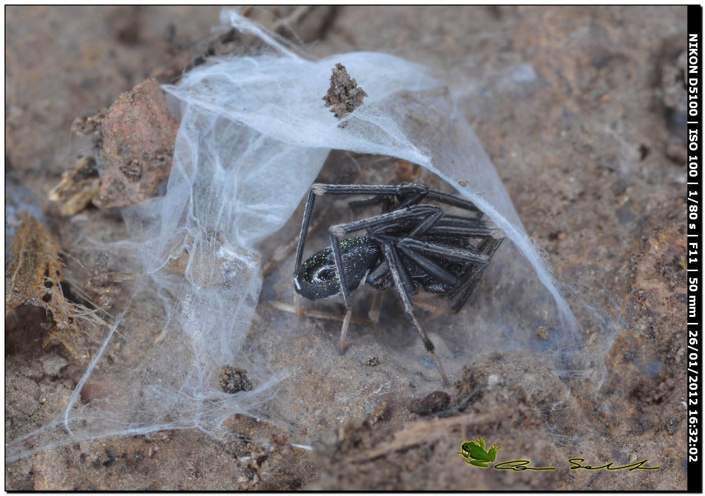 Liophrurillus flavitarsis