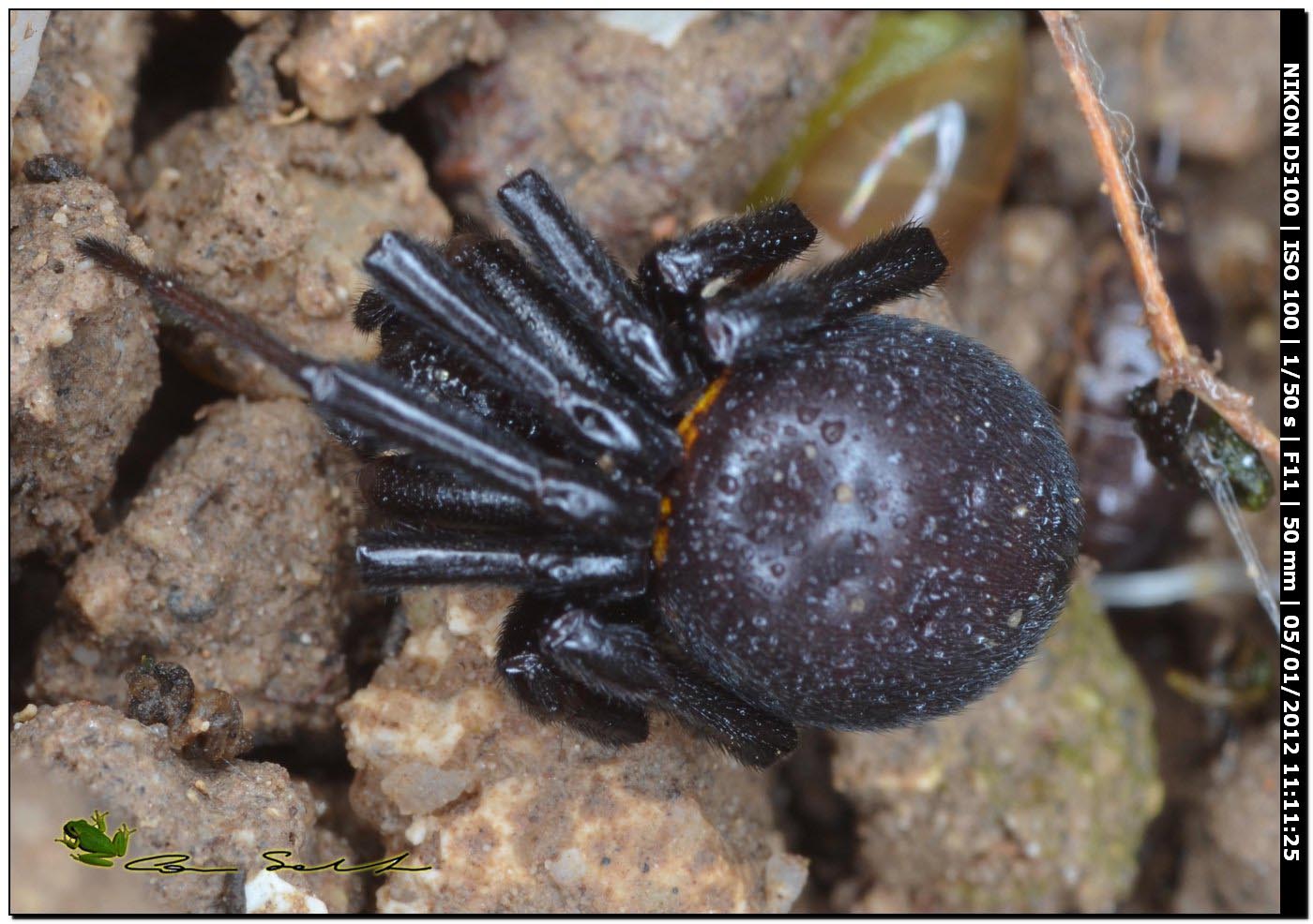 Steatoda paykulliana
