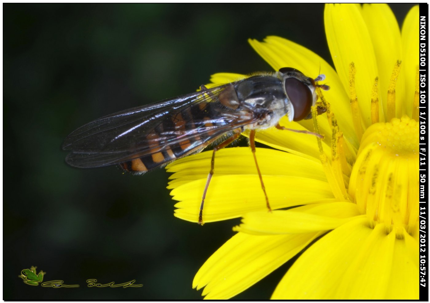 Episyrphus balteatus da Stintino