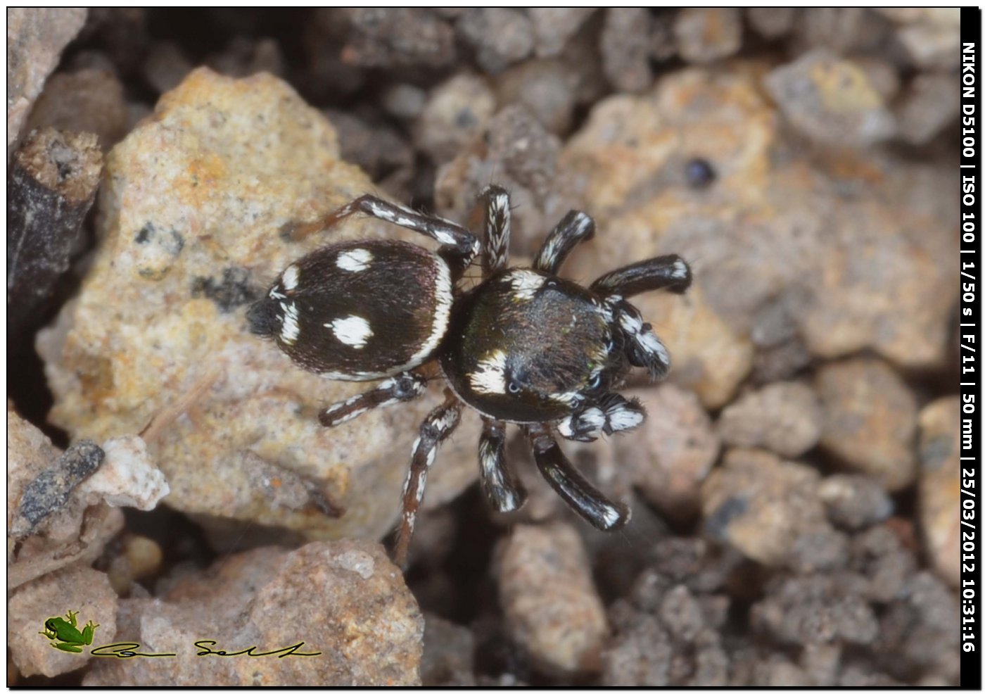Heliophanus cf. apiatus