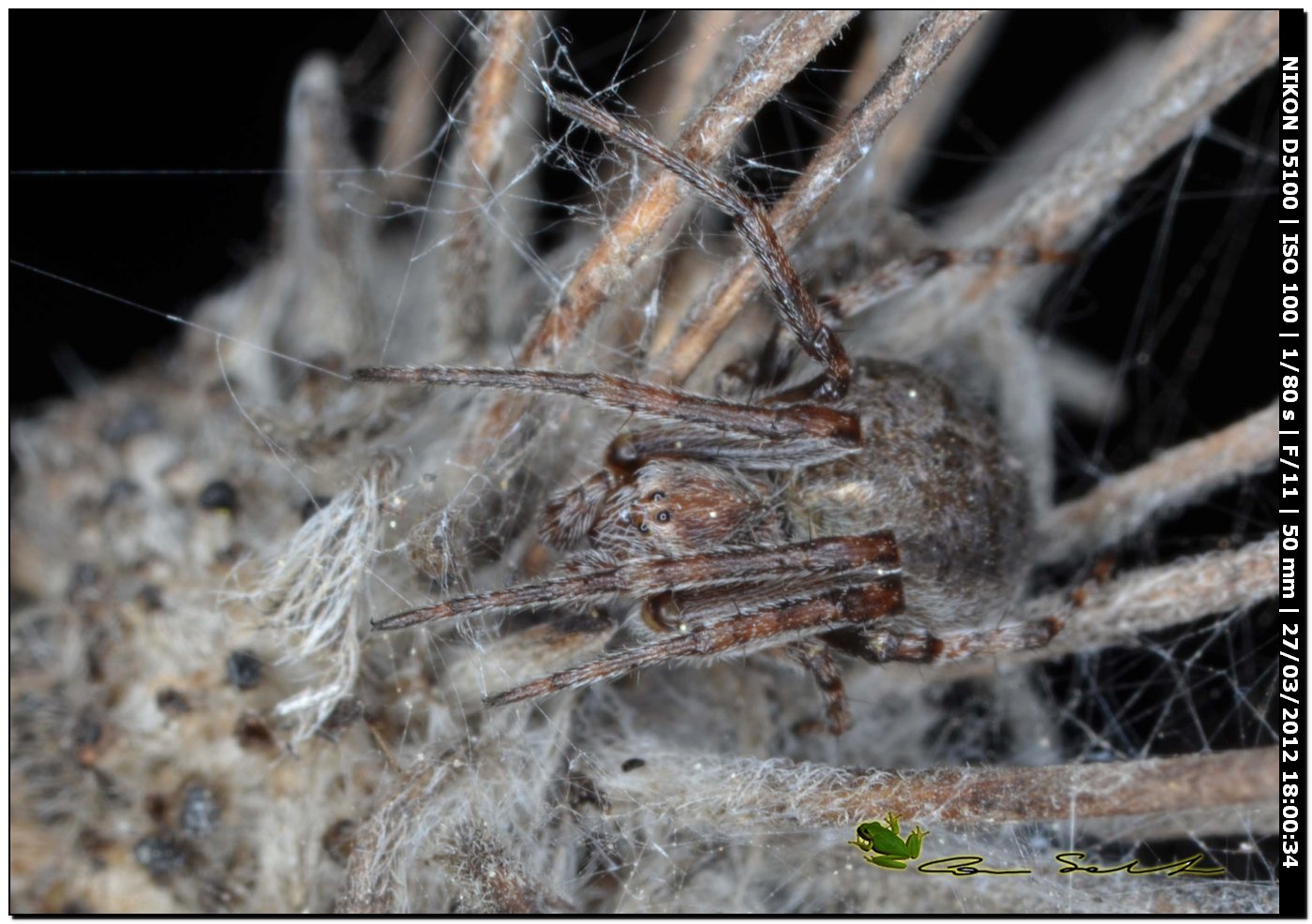 Agalenatea redii