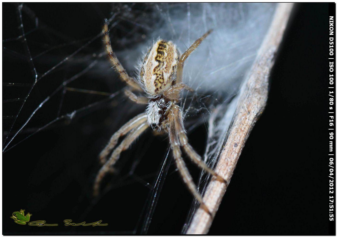 Aculepeira cf. armida
