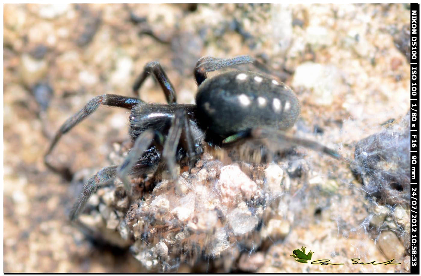 Nurscia albomaculata