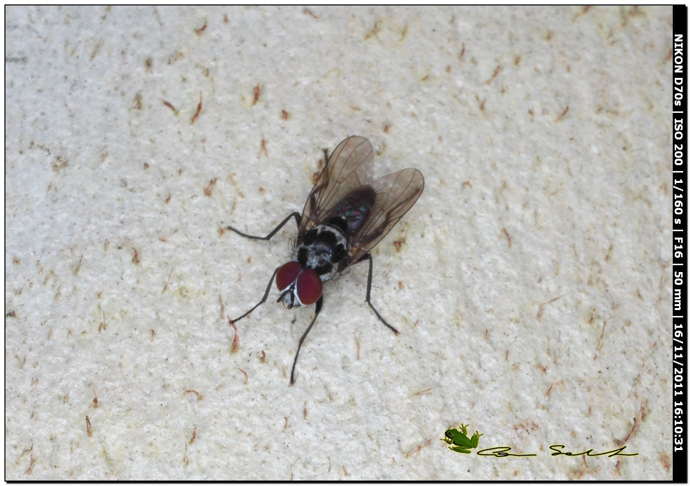 Anthomyia sp.