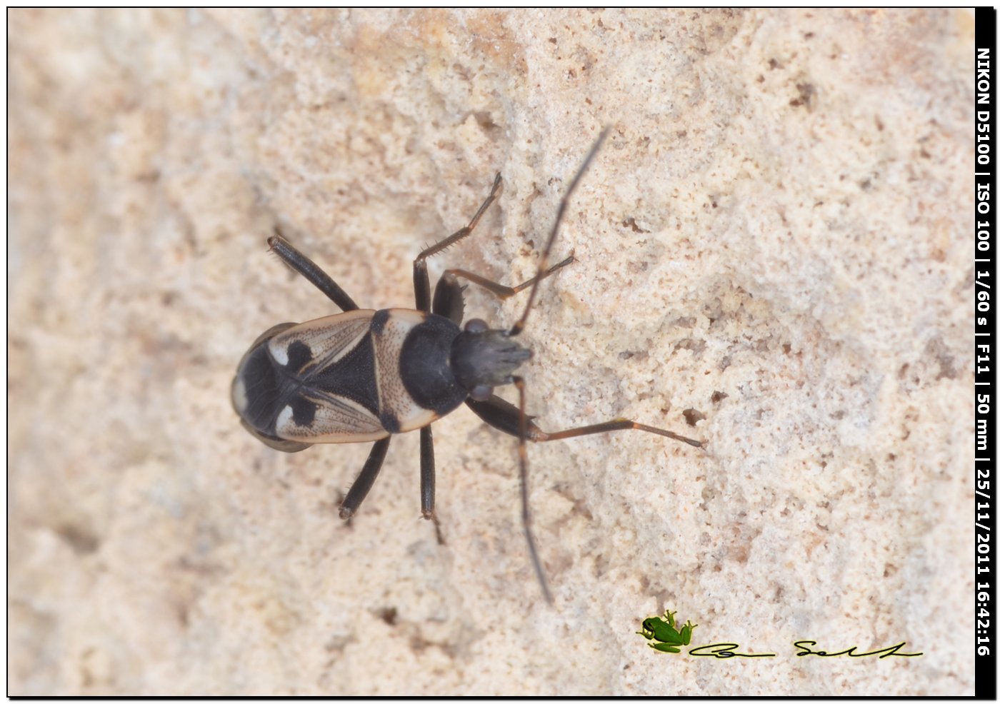 Lygaeidae: Raglius confusus di usini (SS)