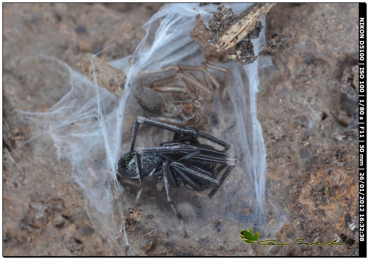 Liophrurillus flavitarsis