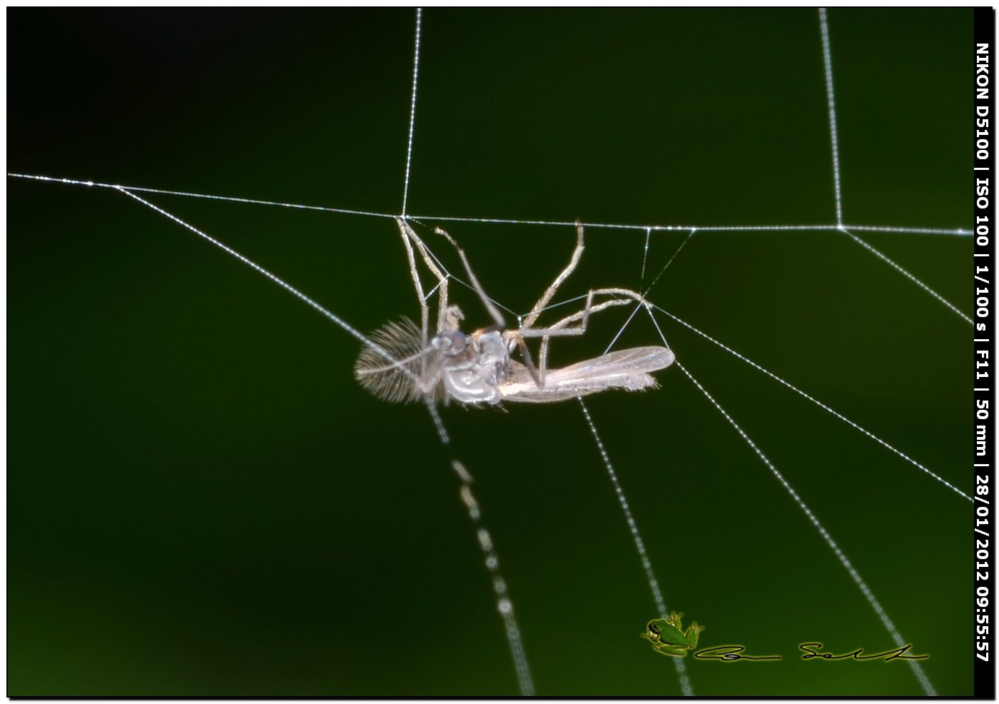 Chironomidae