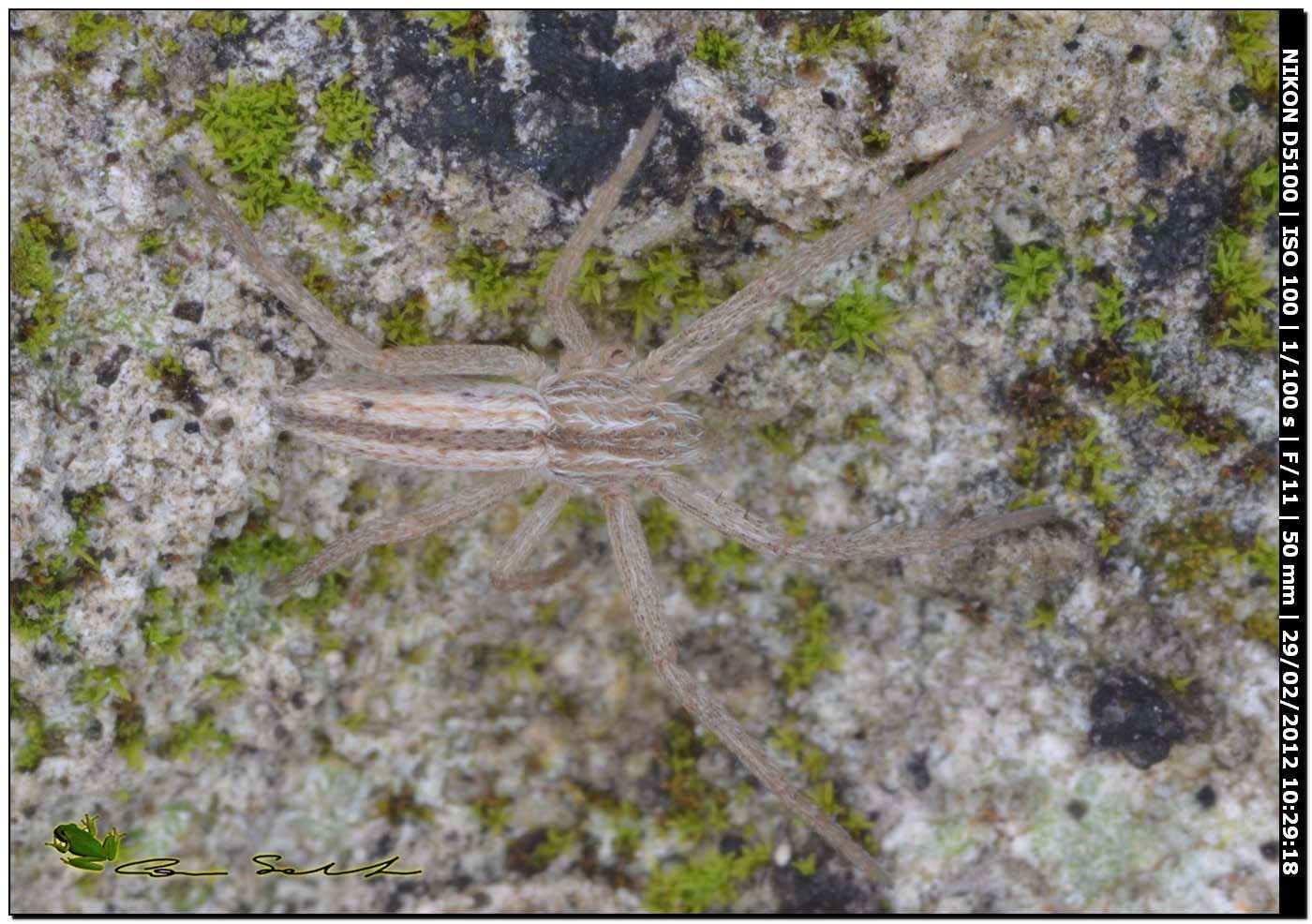 Tibellus sp. da Usini