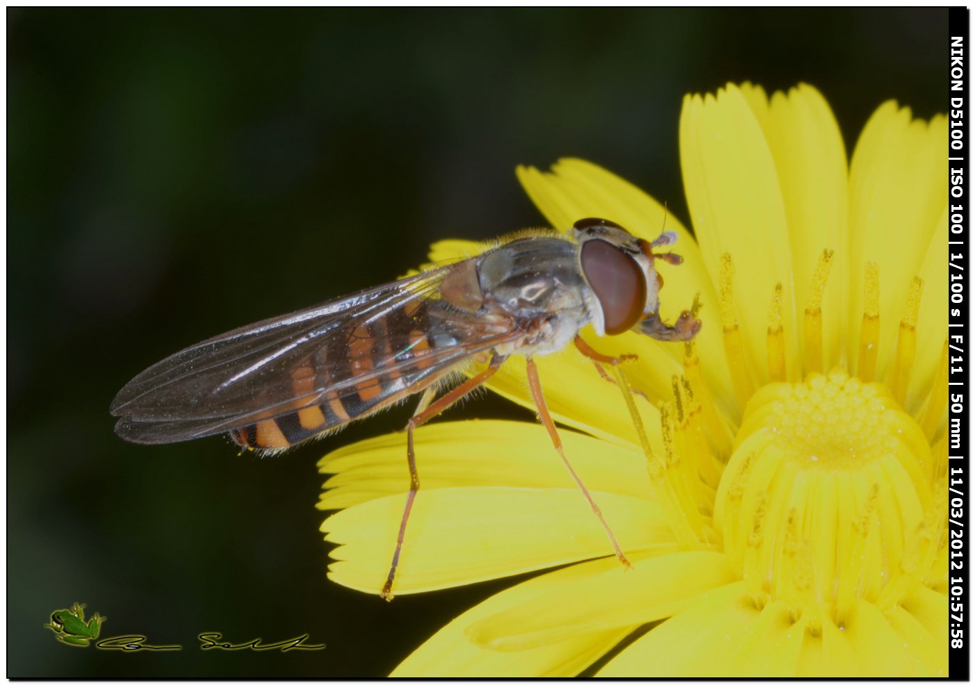 Episyrphus balteatus da Stintino