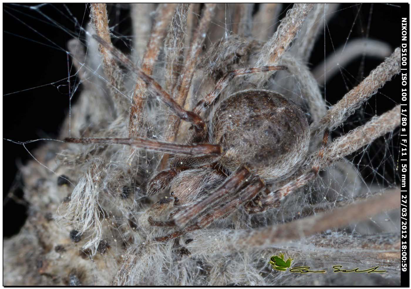 Agalenatea redii
