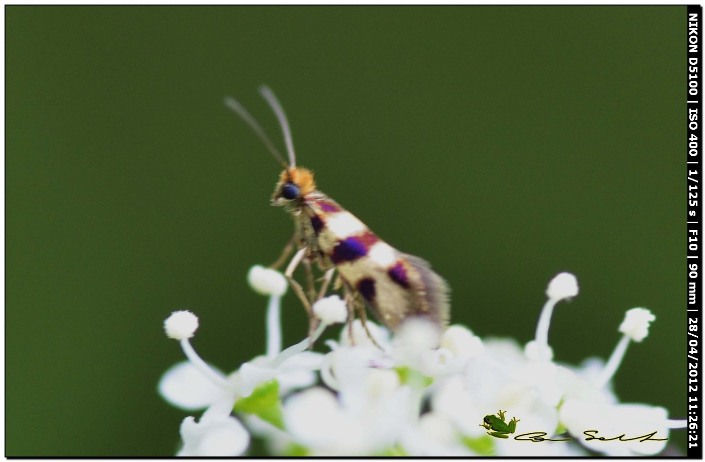 Micropterix?