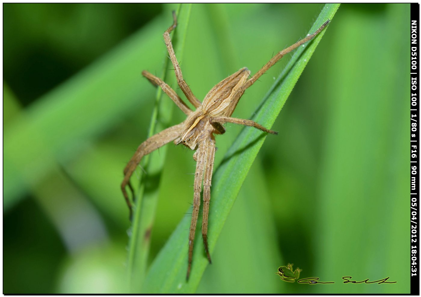 Pisaura sp.