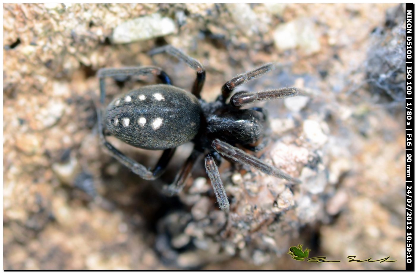 Nurscia albomaculata