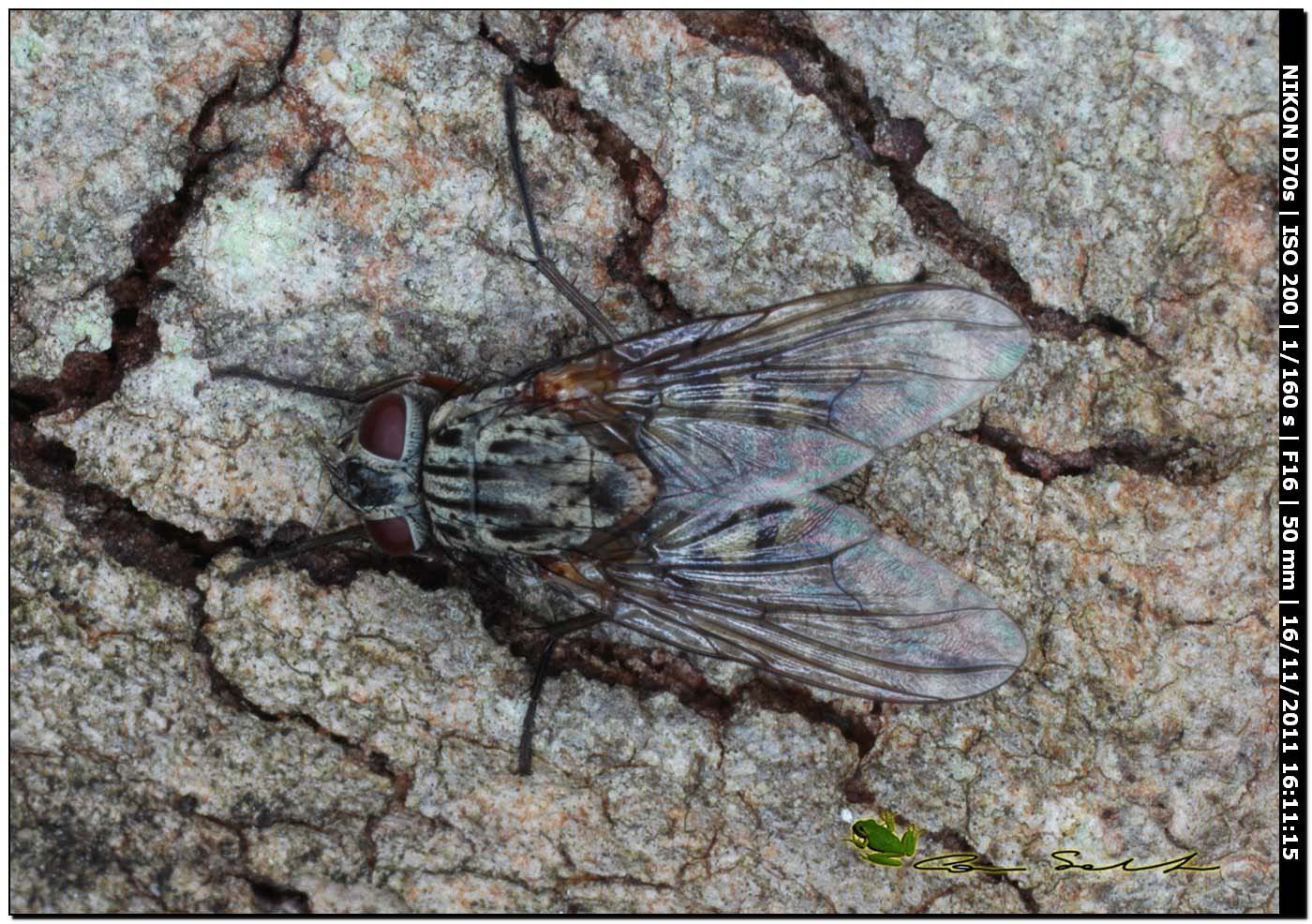 Phaonia valida