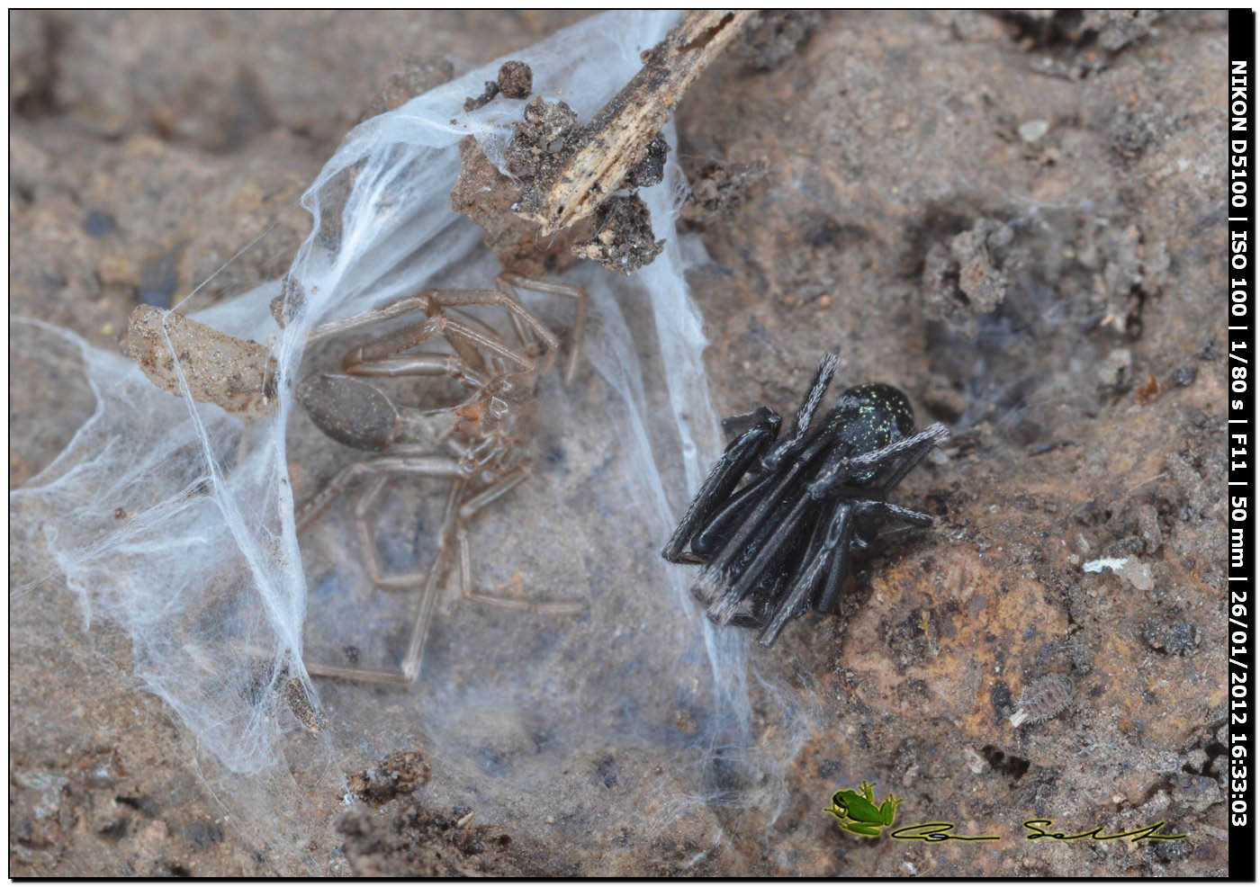 Liophrurillus flavitarsis