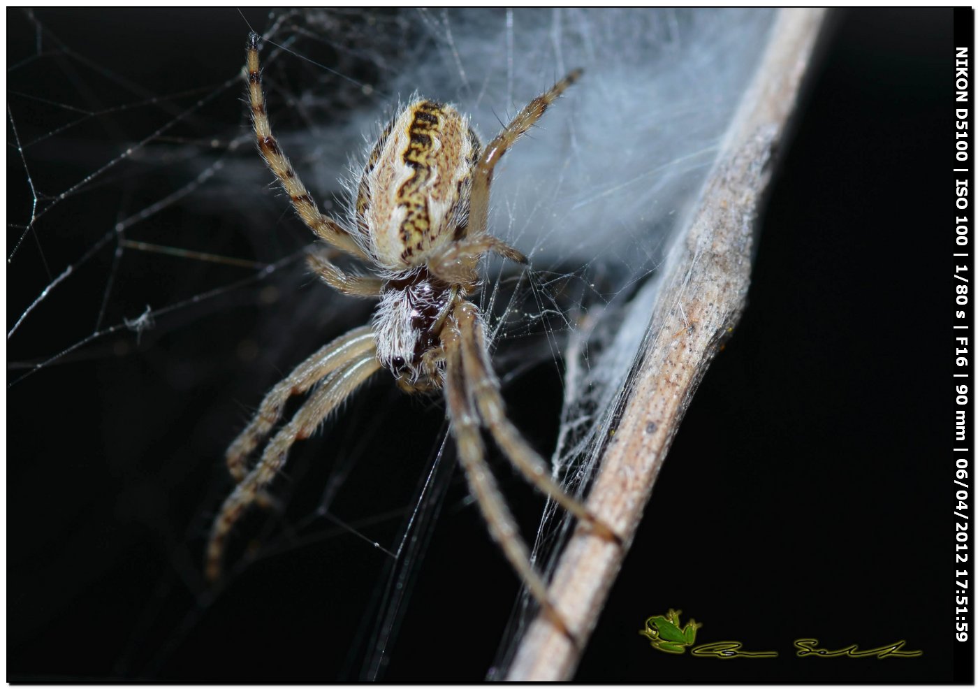 Aculepeira cf. armida