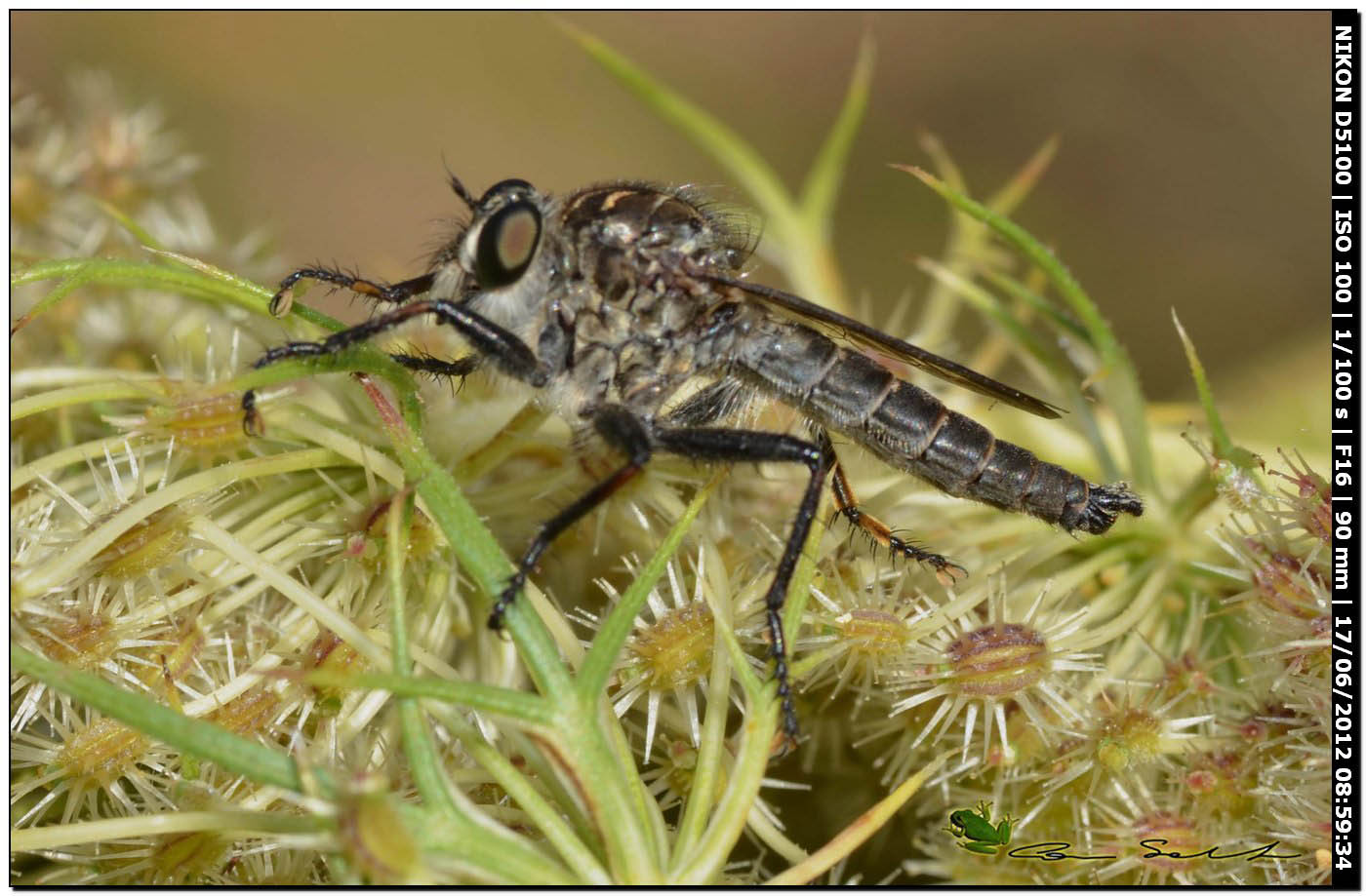 Asilidae da id.