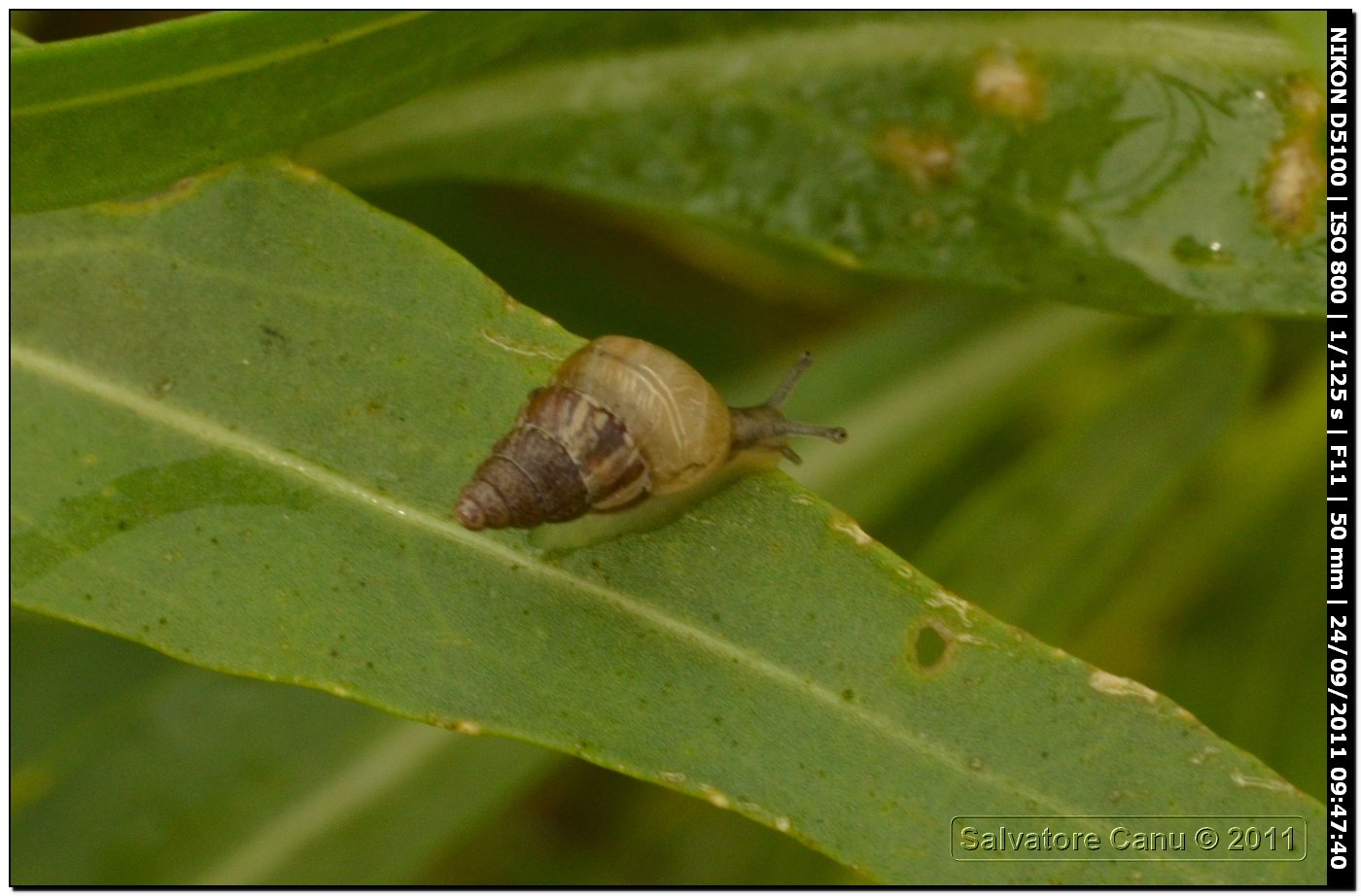 Cochlicella cfr. acuta