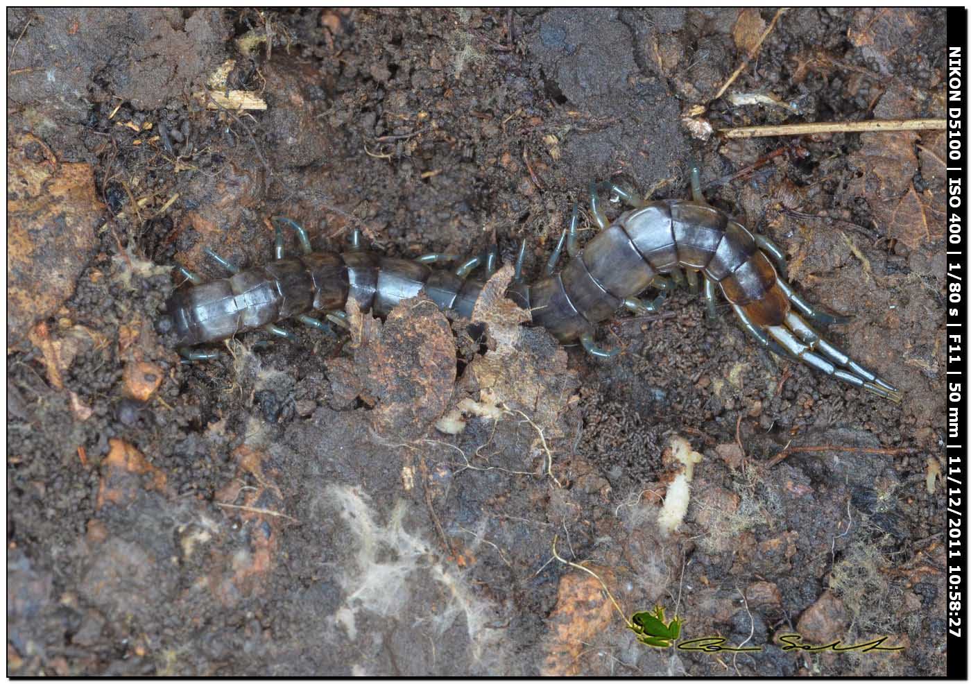 Scolopendra da determinare