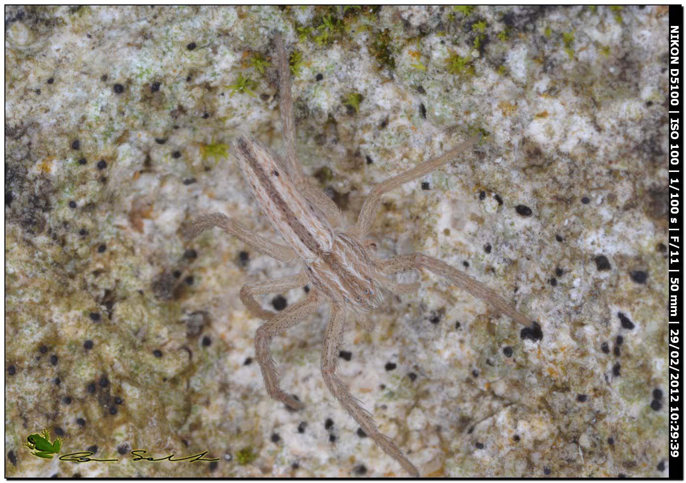 Tibellus sp. da Usini