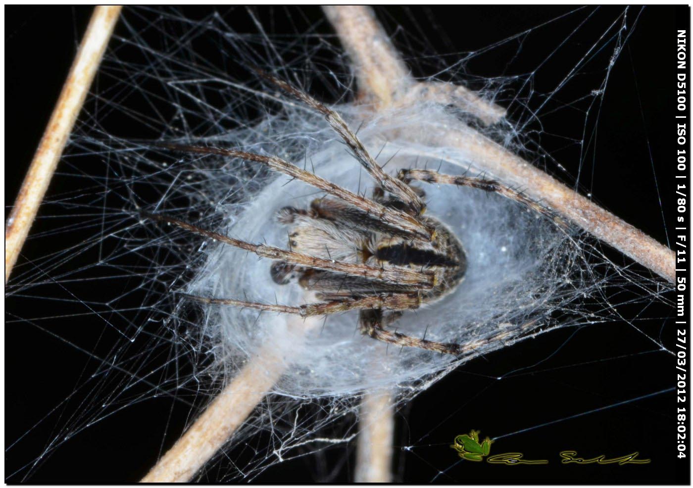 Agalenatea redii