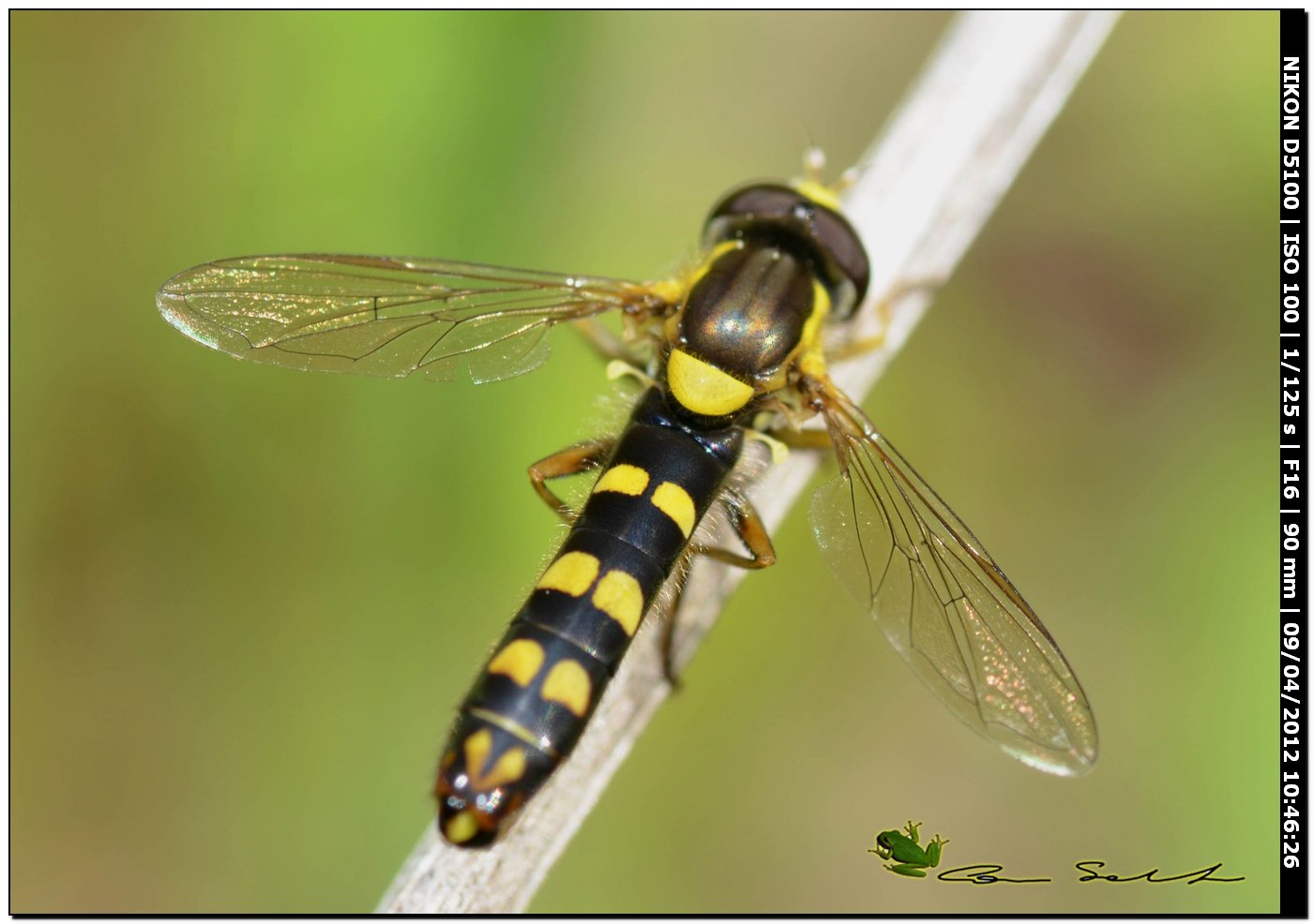 Sphaerophoria sp.