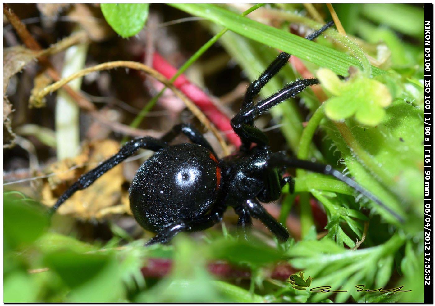 Steatoda paykulliana