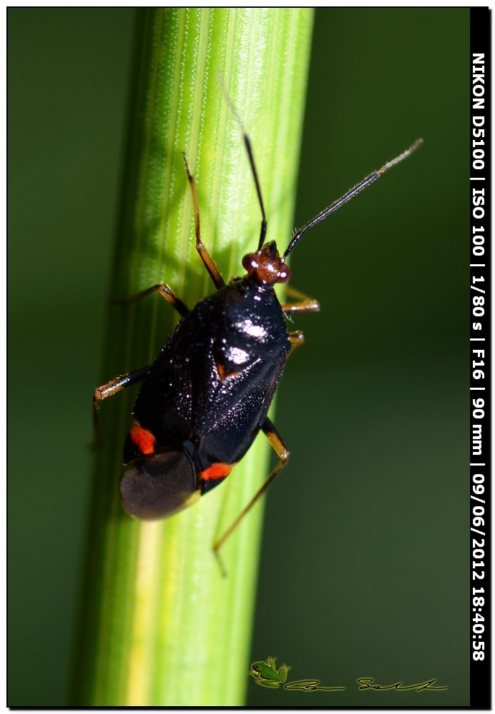 Deraeocoris ruber, Miridae