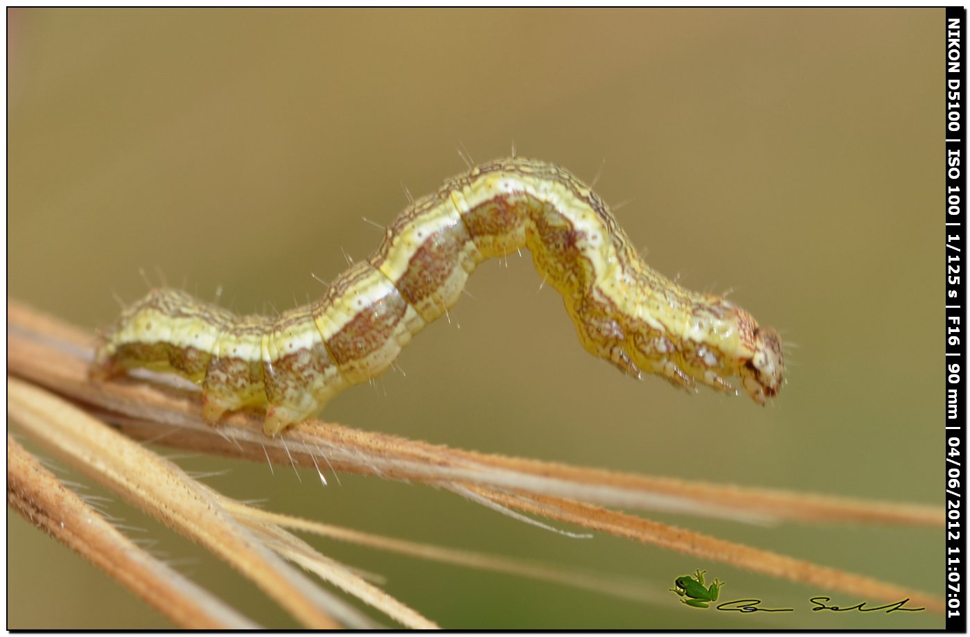 Piccolo bruco da id.