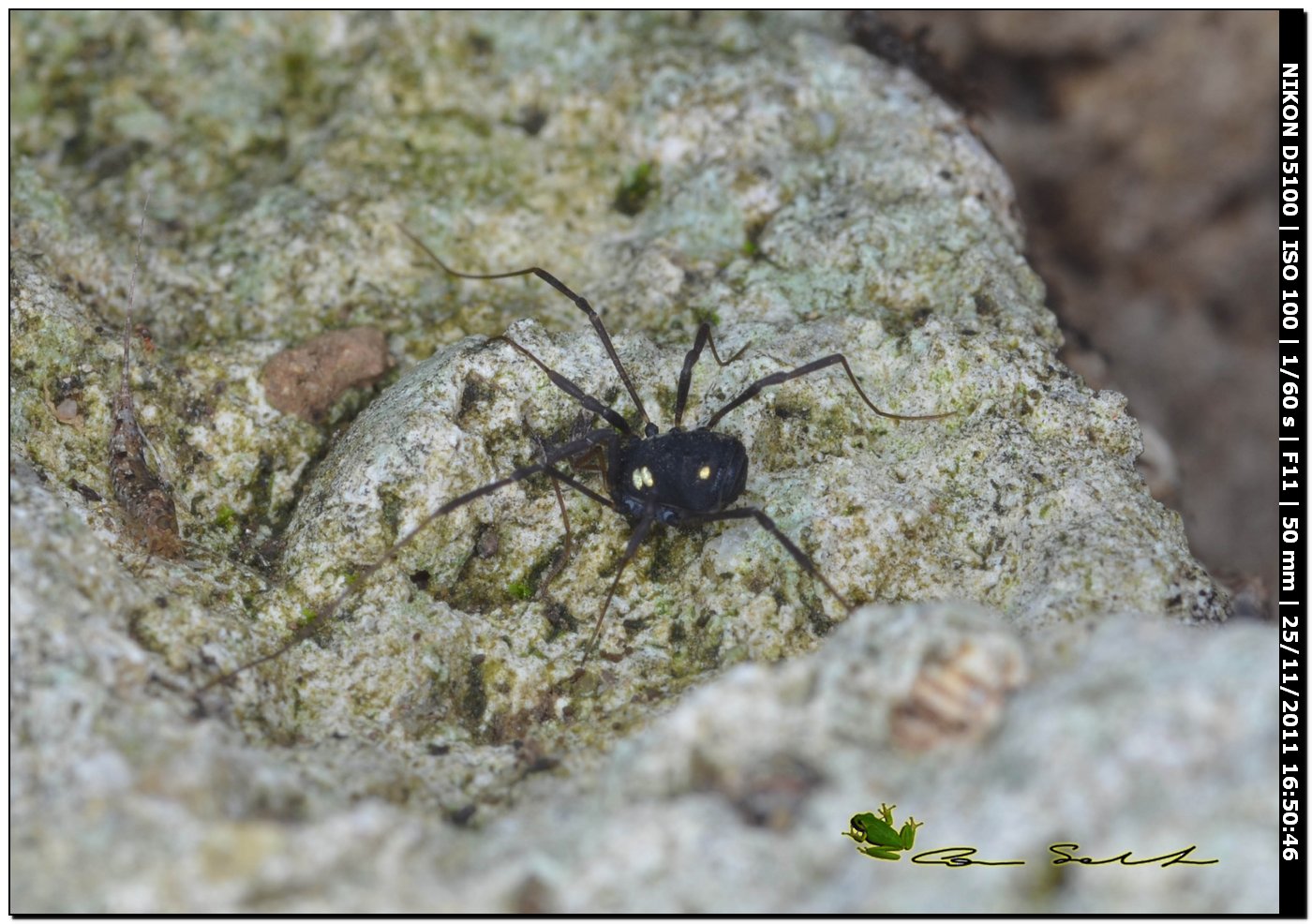 Nemastomatidae: Histricostoma argenteolunulatum [e ragno Micrommata cfr. ligurina]