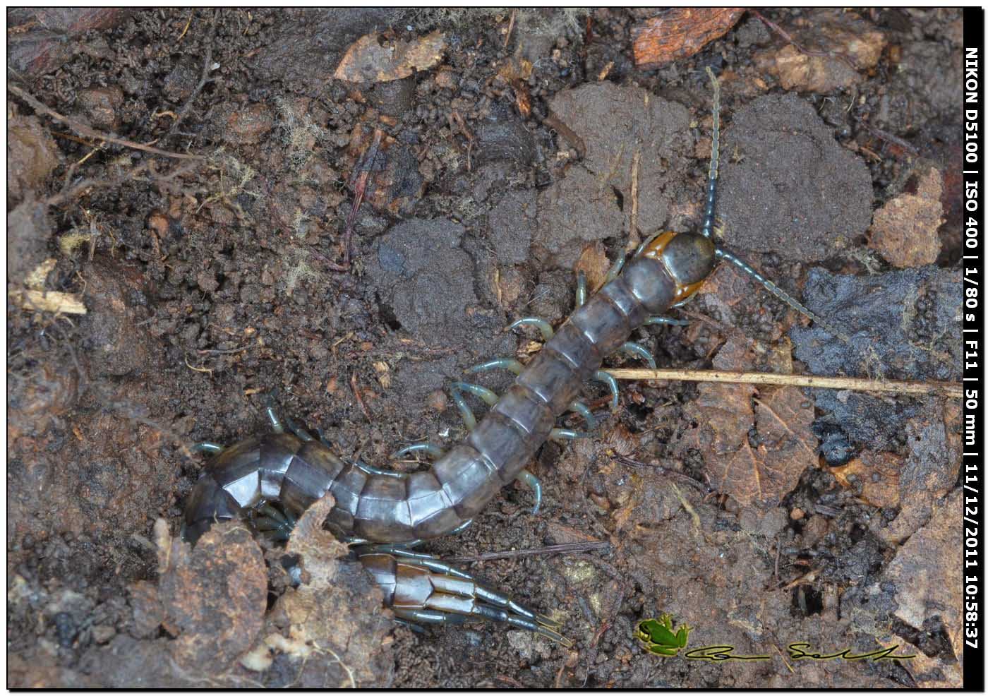 Scolopendra da determinare
