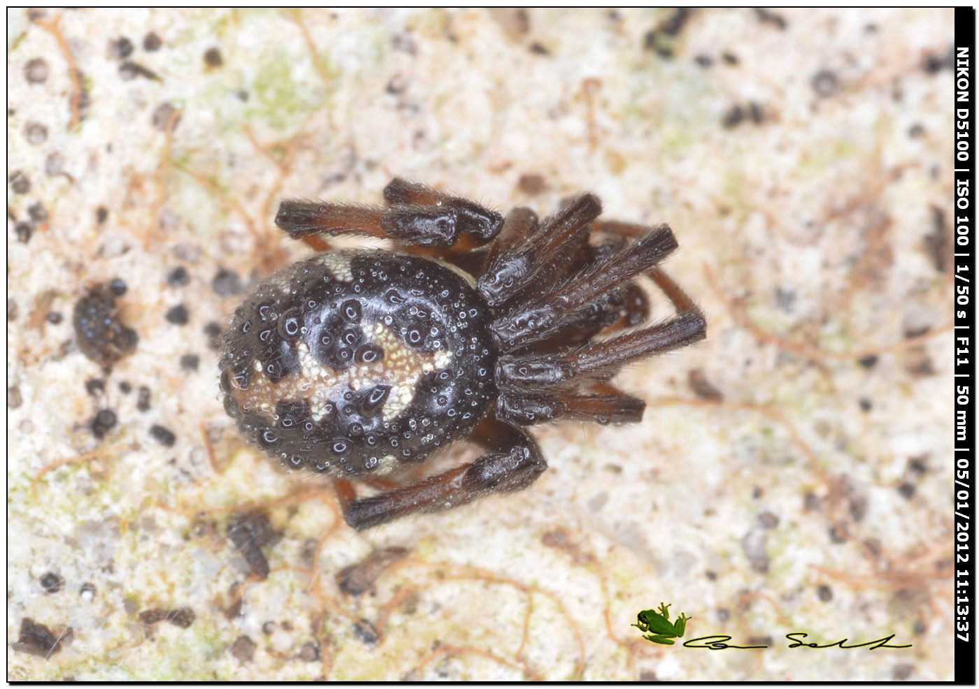 Steatoda paykulliana