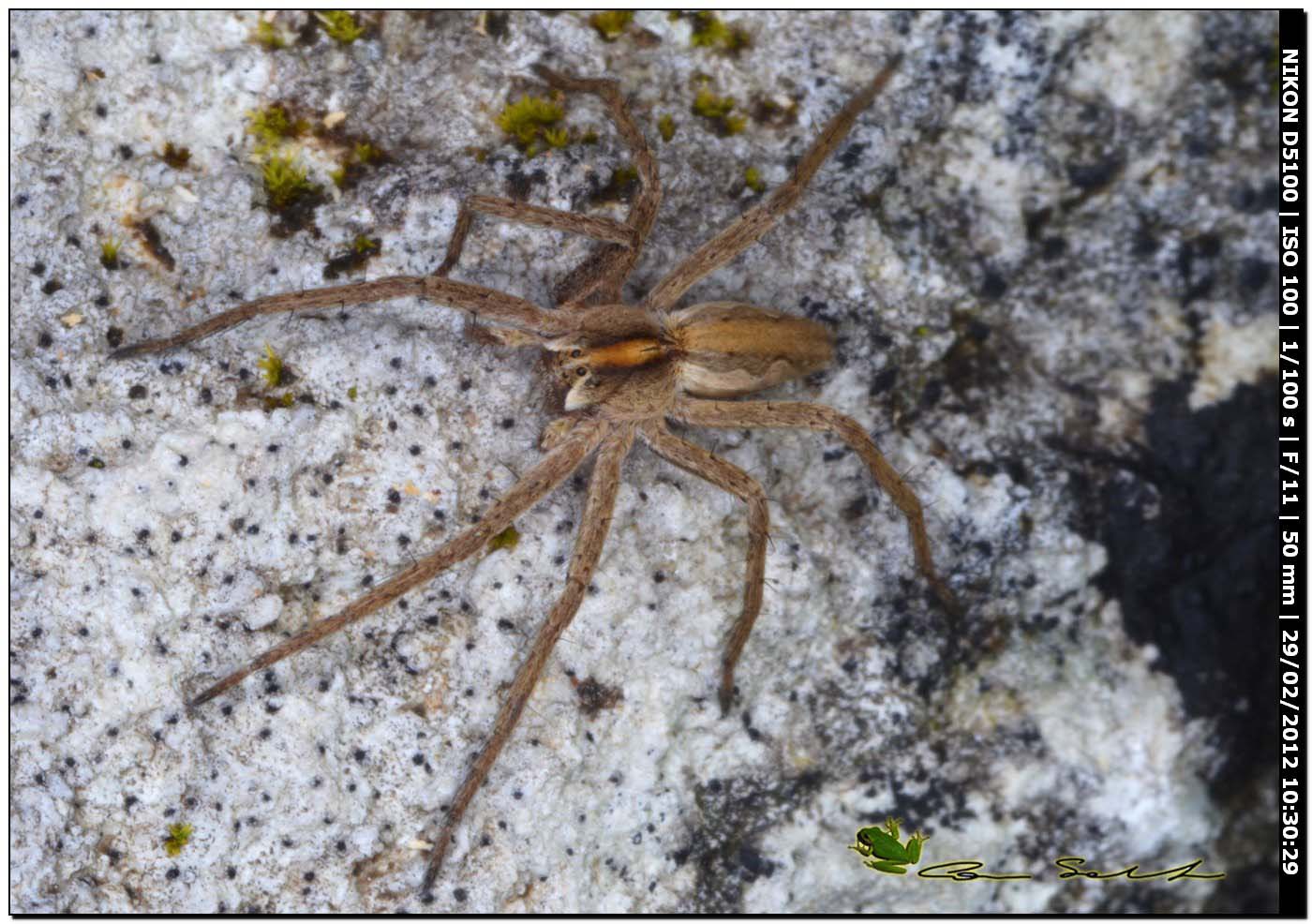 Pisaura sp. da Usini