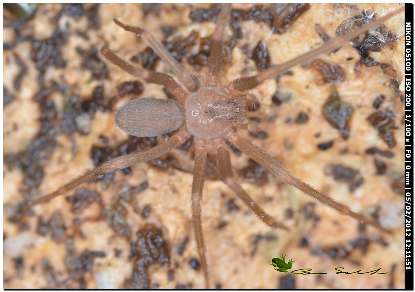 Loxosceles rufescens