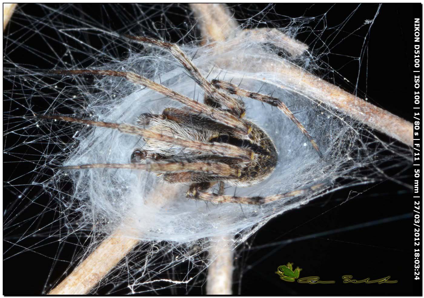 Agalenatea redii