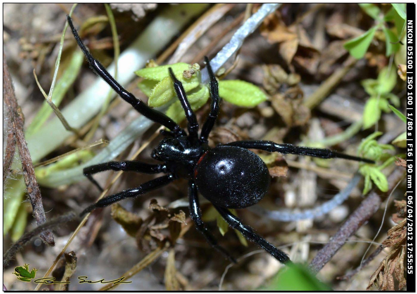 Steatoda paykulliana