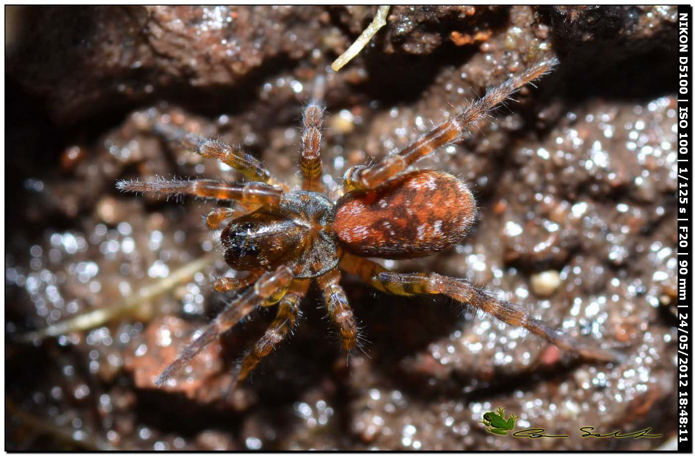 Arctosa sp.