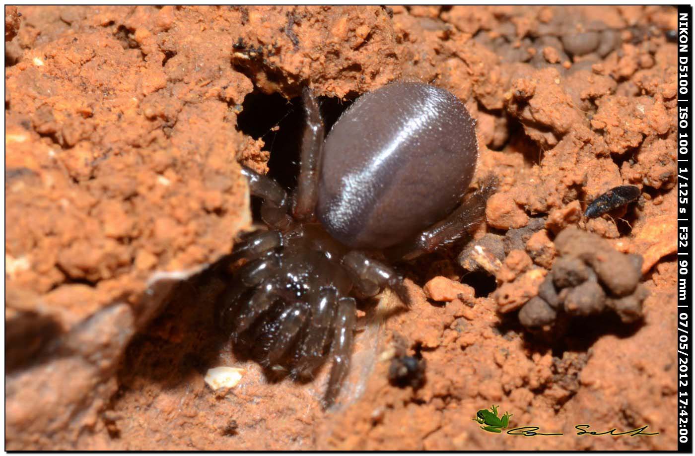 Ragno in galleria: Ctenizidae del genere Cteniza (giovane)