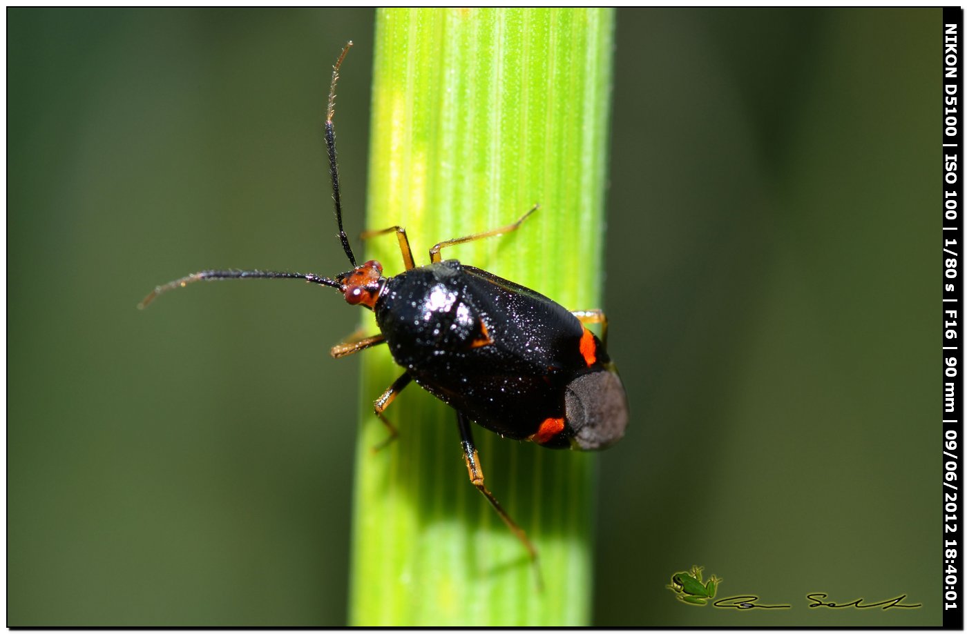 Deraeocoris ruber, Miridae