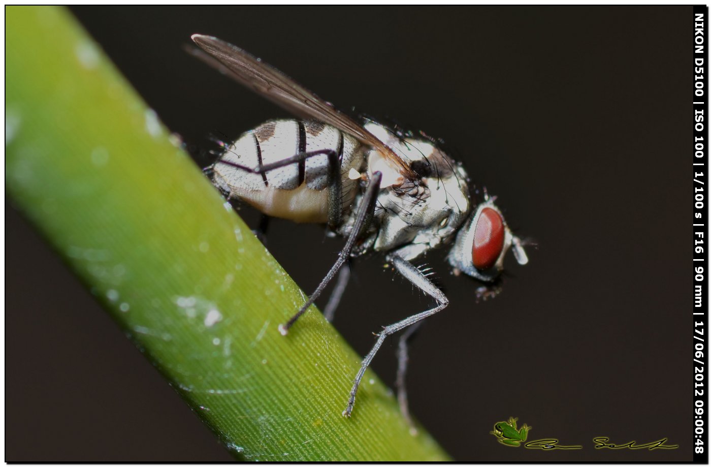 Limnophora obsignata ♀ (Muscidae)