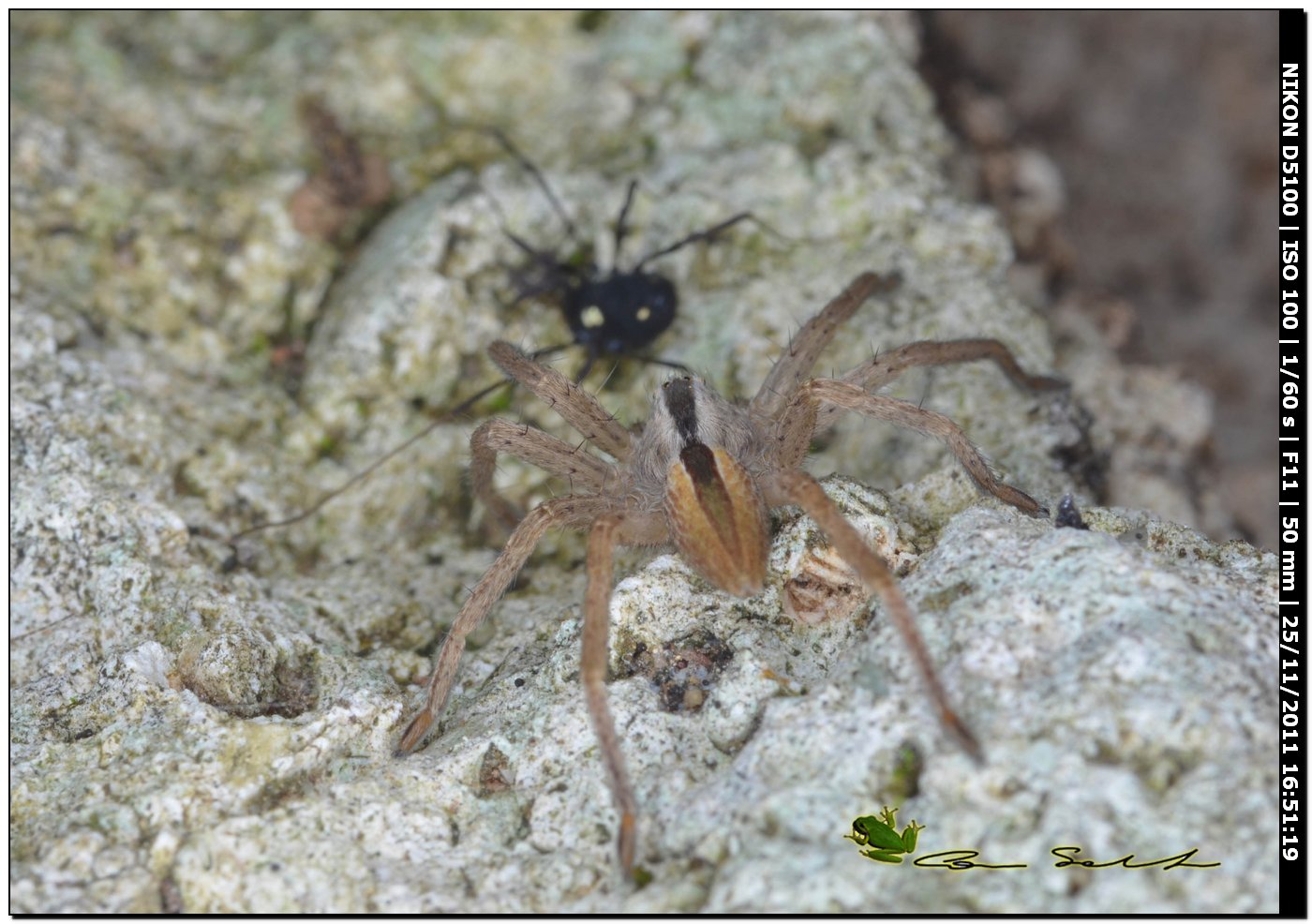 Micrommata sp., (Sparassidae) e opilione