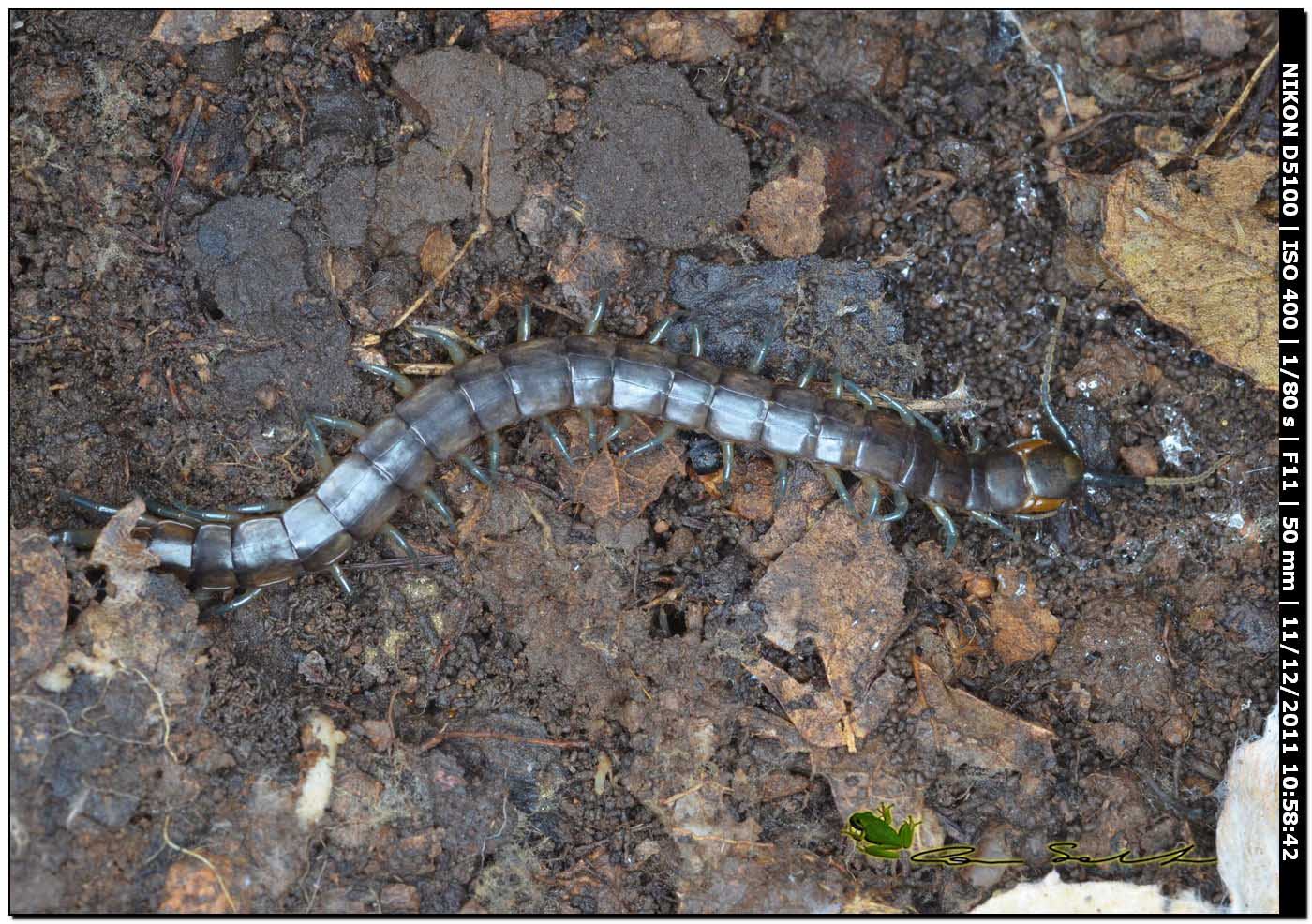 Scolopendra da determinare