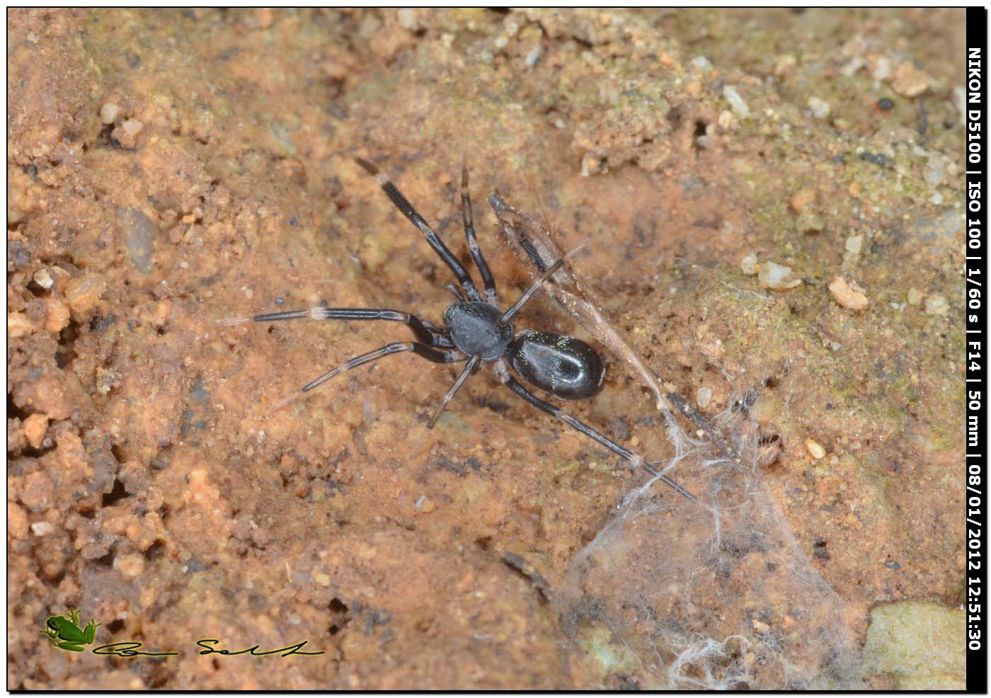 Liophrurillus flavitarsis