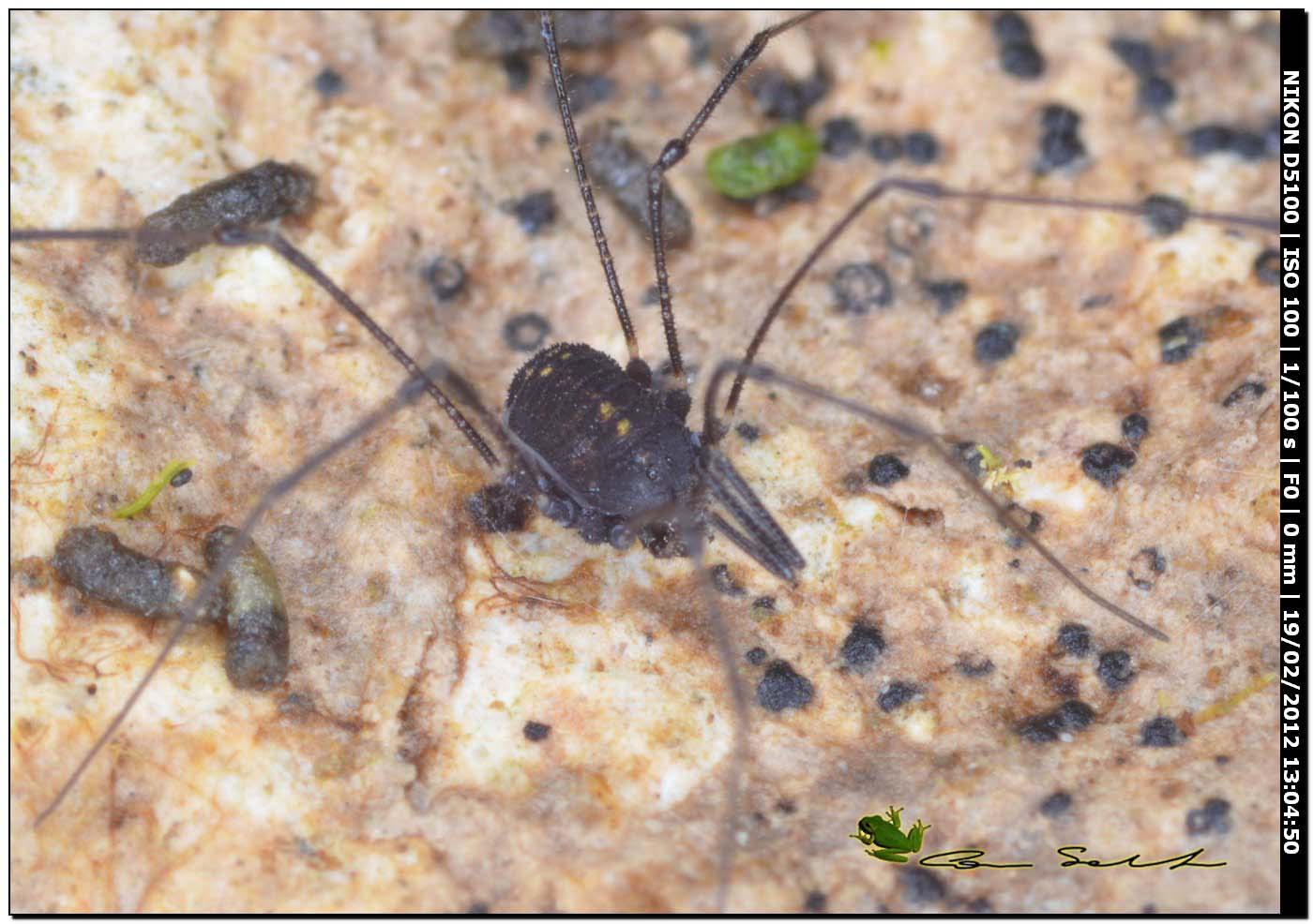 Mitostoma sabbadinii da Ittiri/Sardegna