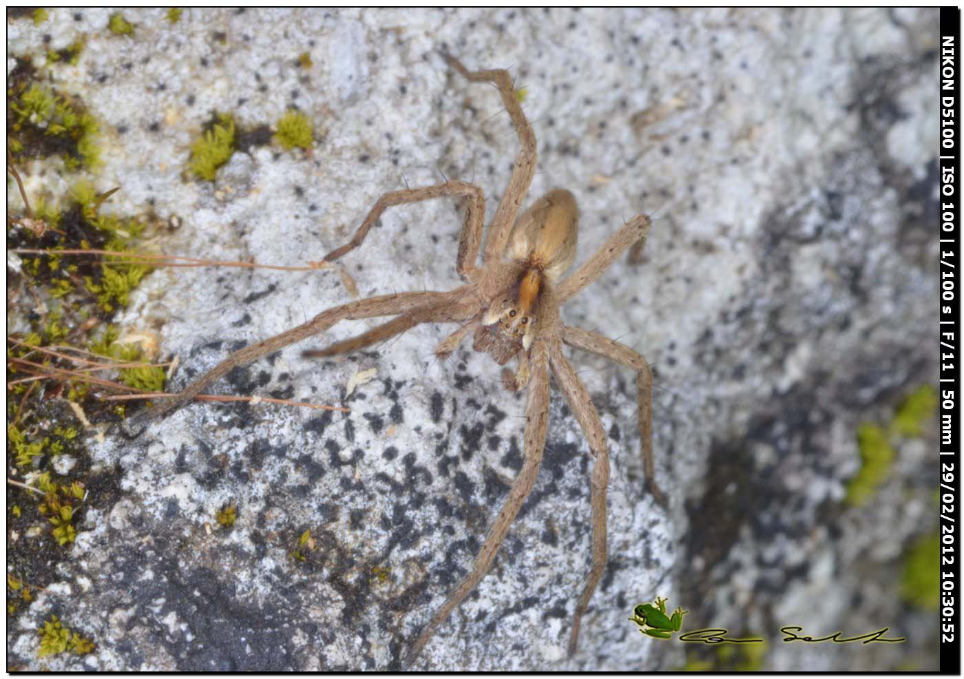 Pisaura sp. da Usini