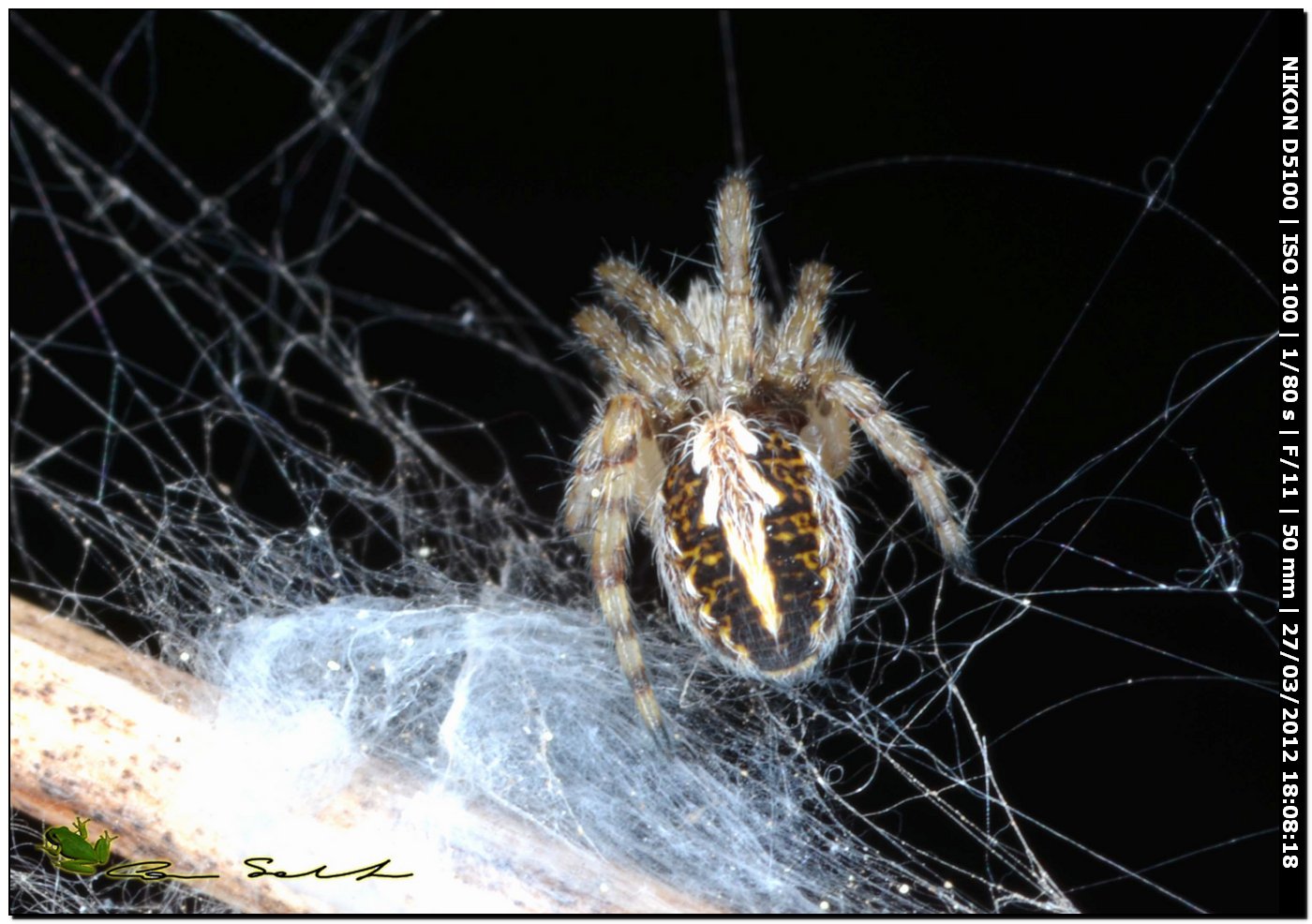 Aculepeira cf. armida