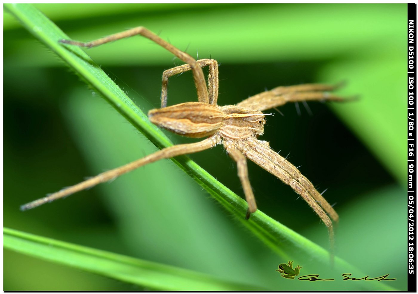 Pisaura sp.