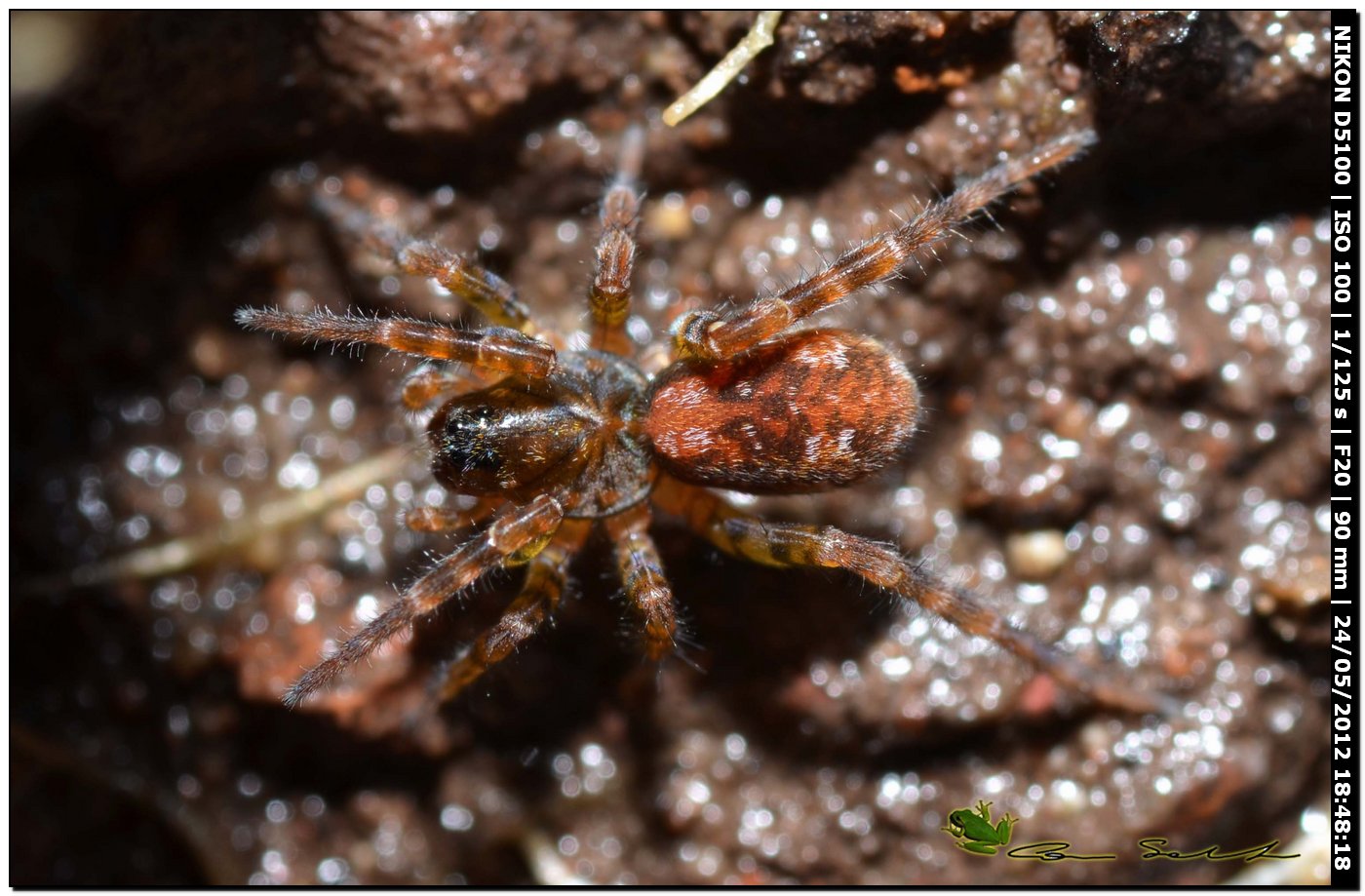Arctosa sp.
