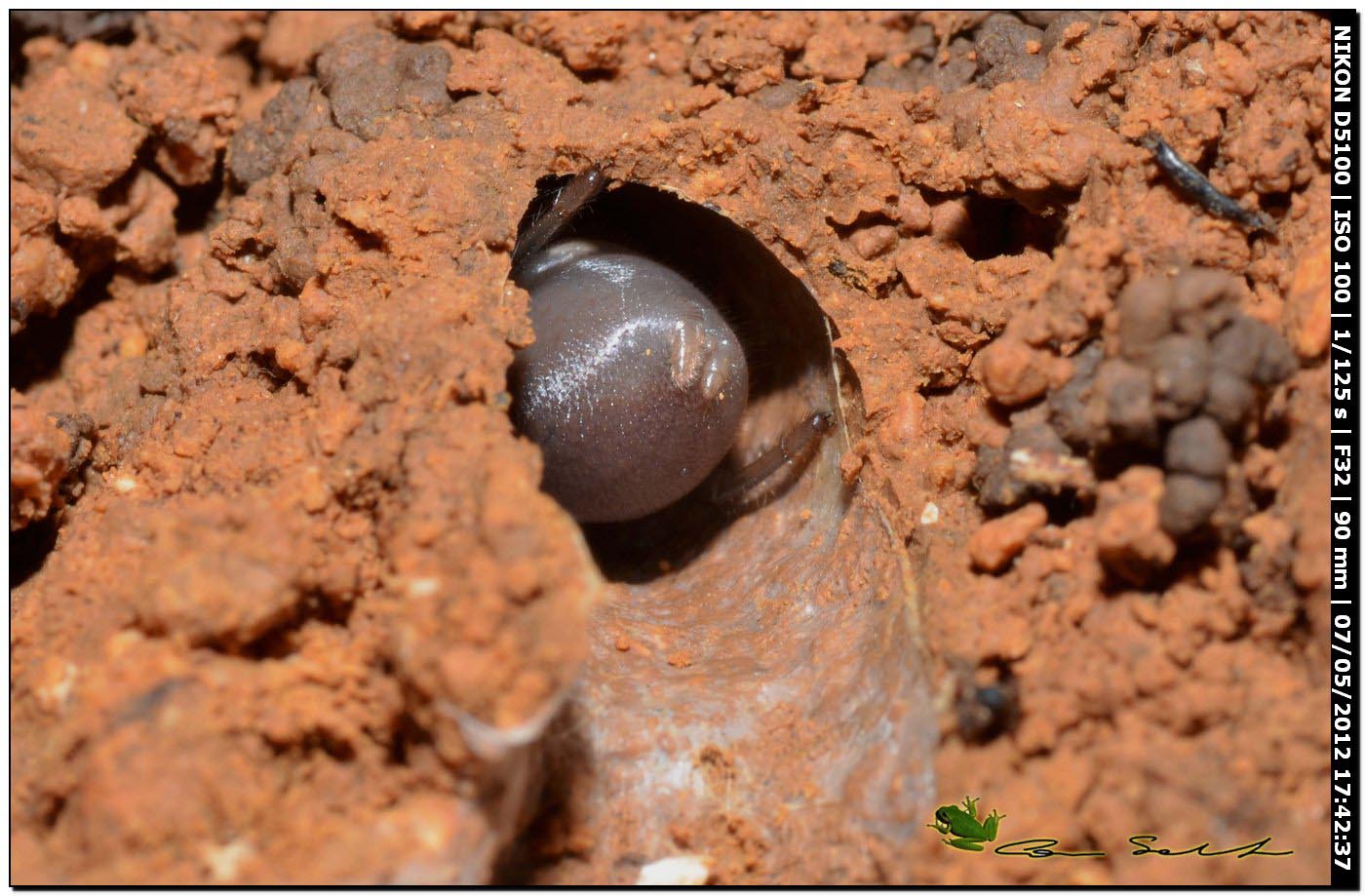 Ragno in galleria: Ctenizidae del genere Cteniza (giovane)
